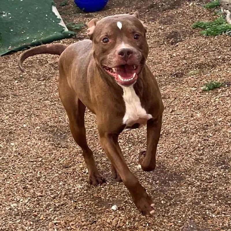 Senpai Sam thumbnail 5