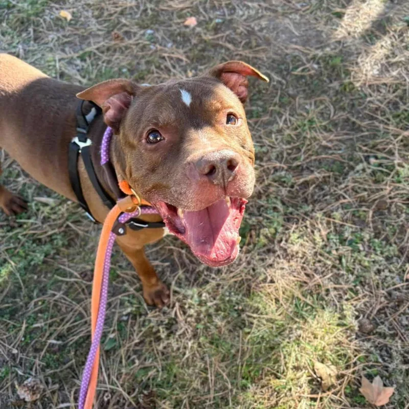 Senpai Sam thumbnail 6