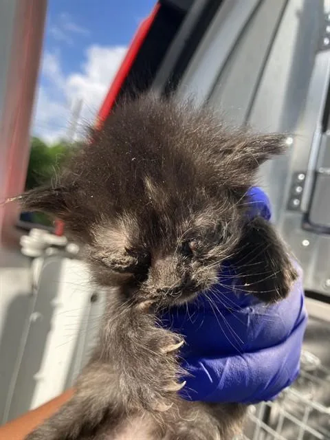 A baby small-sized female Domestic Short Hair cat named Page for adoption in Dallas, TX