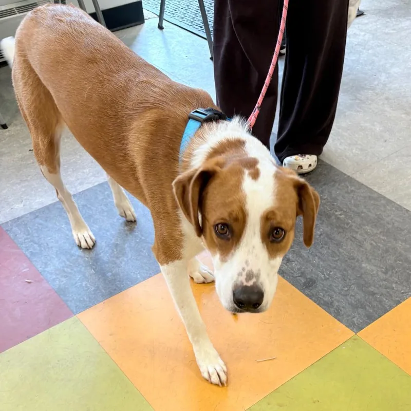 An adult medium-sized female Yellow / Tan / Blond / Fawn Hound dog named Pippy for adoption in West Chester, PA