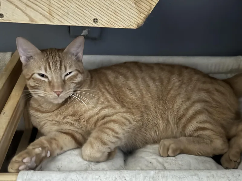 A young medium-sized male Orange & White Domestic Short Hair cat named Phoenix for adoption in Lauderhill, FL