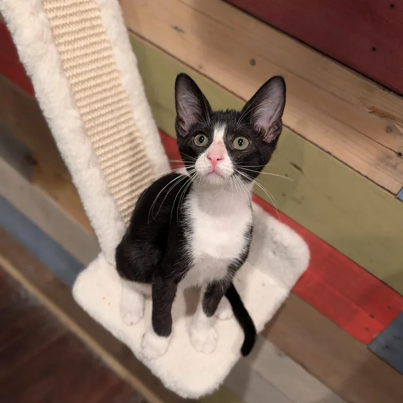 A baby medium-sized male Black & White / Tuxedo Domestic Short Hair cat named Caboose for adoption in Cape Girardeau, MO