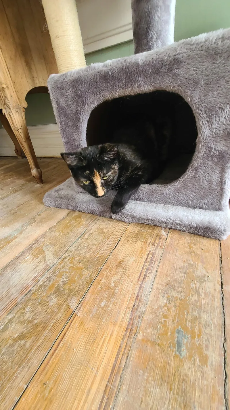 Charlotte thumbnail 3