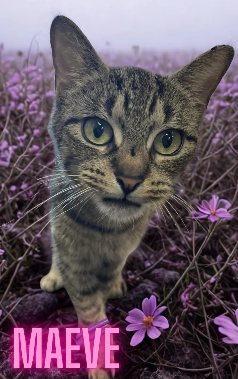 A young medium-sized female Tabby (Brown / Chocolate) Domestic Short Hair cat named Maeve for adoption in Orleans, VT