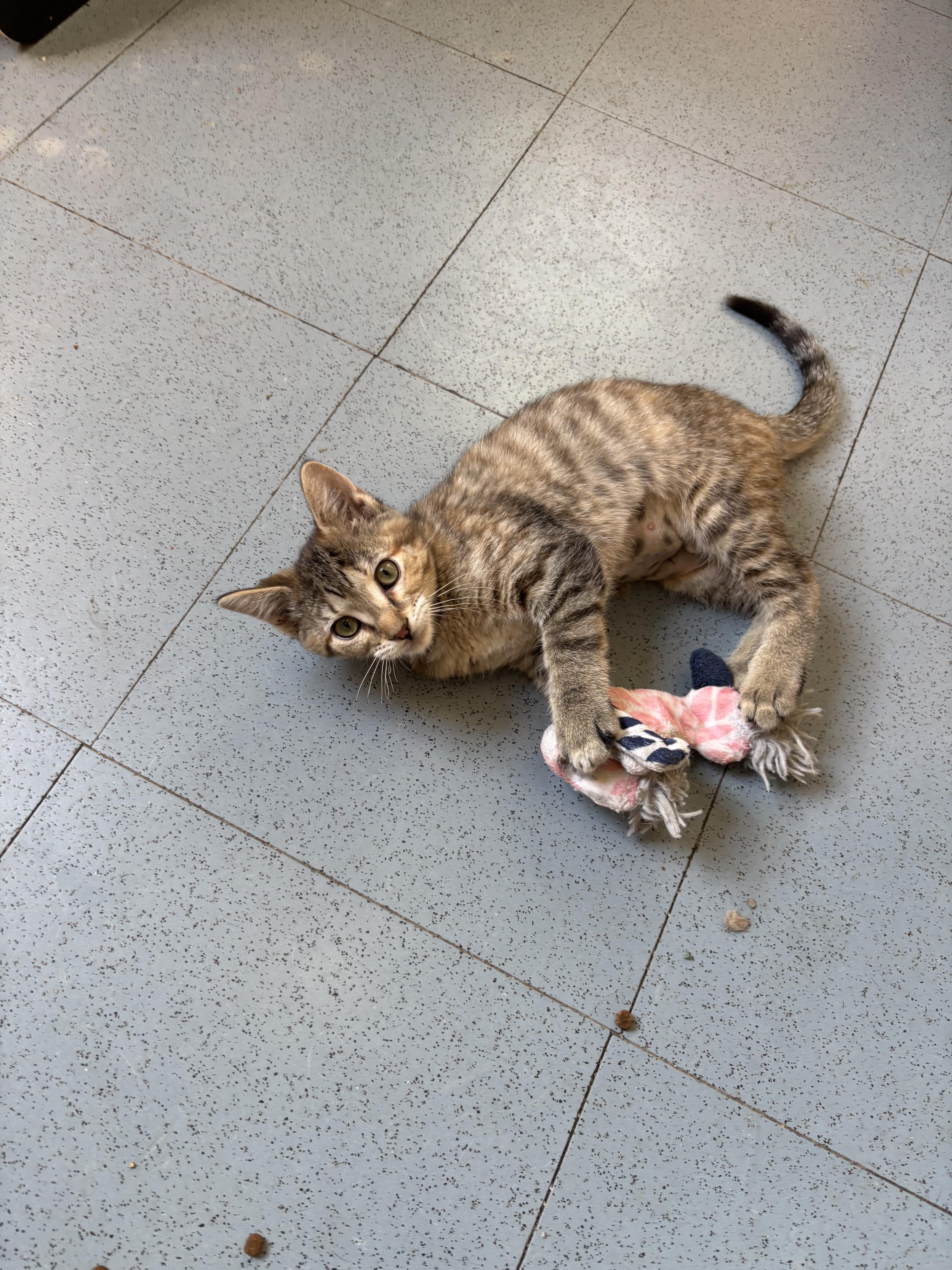 A baby medium-sized female Tabby (Brown / Chocolate) Domestic Short Hair cat named Mrs Puff for adoption in Steamboat Springs, CO