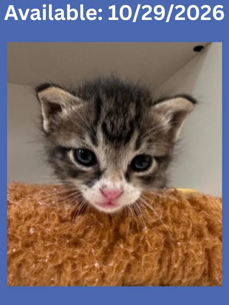 A baby medium-sized male Domestic Short Hair cat named Cat Condo Thor for adoption in Greenville, TX