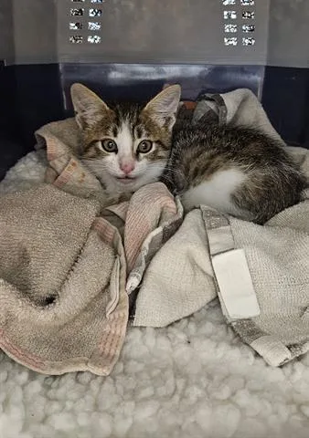 A baby small-sized male Domestic Short Hair cat named Peter Parker for adoption in San Martin, CA
