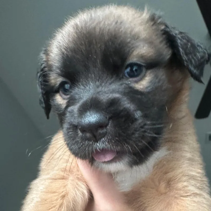 A baby medium-sized female Shepherd dog named Phoenix for adoption in Austin, TX