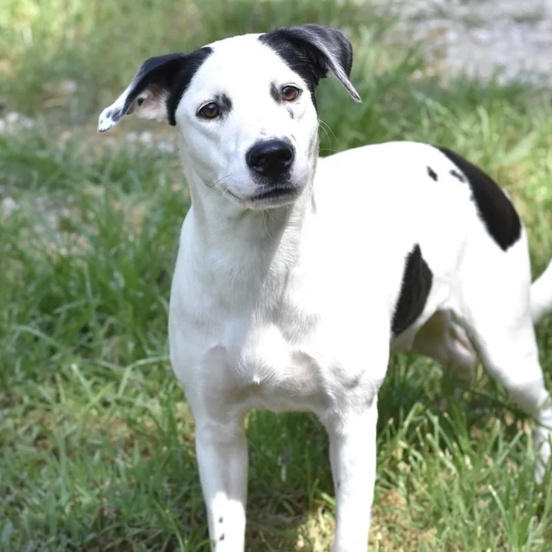 Daisy thumbnail 2