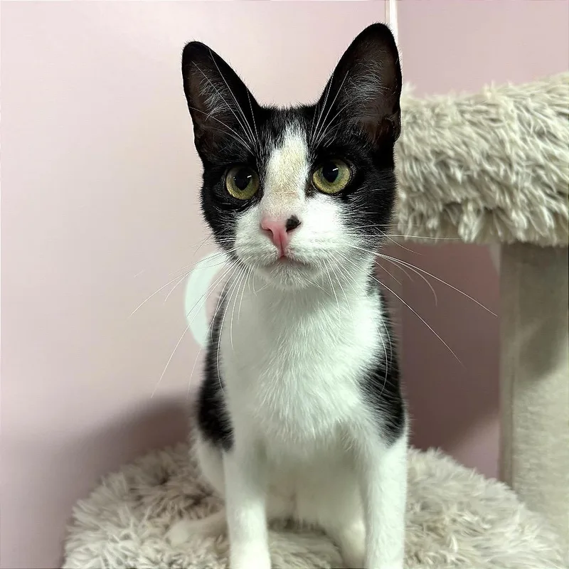 A young small-sized male White Domestic Short Hair cat named Bon Jovi for adoption in Fort Lauderdale, FL