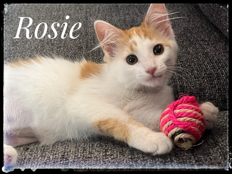 A baby small-sized female Domestic Medium Hair cat named Rosie for adoption in El Cajon, CA