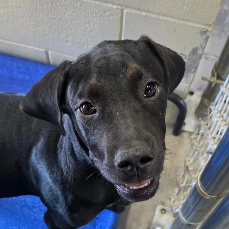 A baby small-sized male Black Hound dog named Oakley for adoption in Bronson, FL