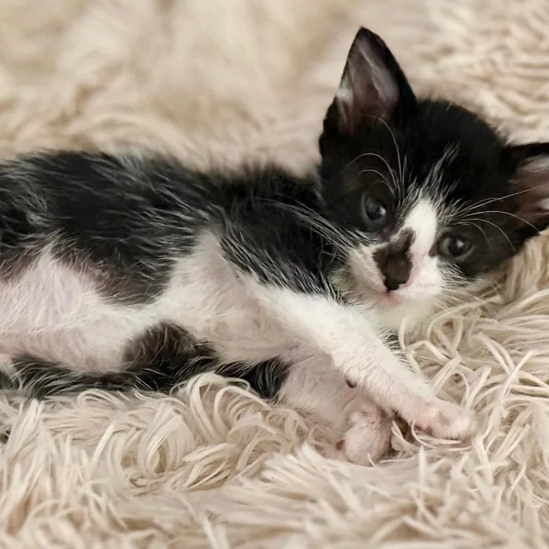 A baby small-sized male Black Domestic Short Hair cat named Ernie for adoption in South Elgin, IL