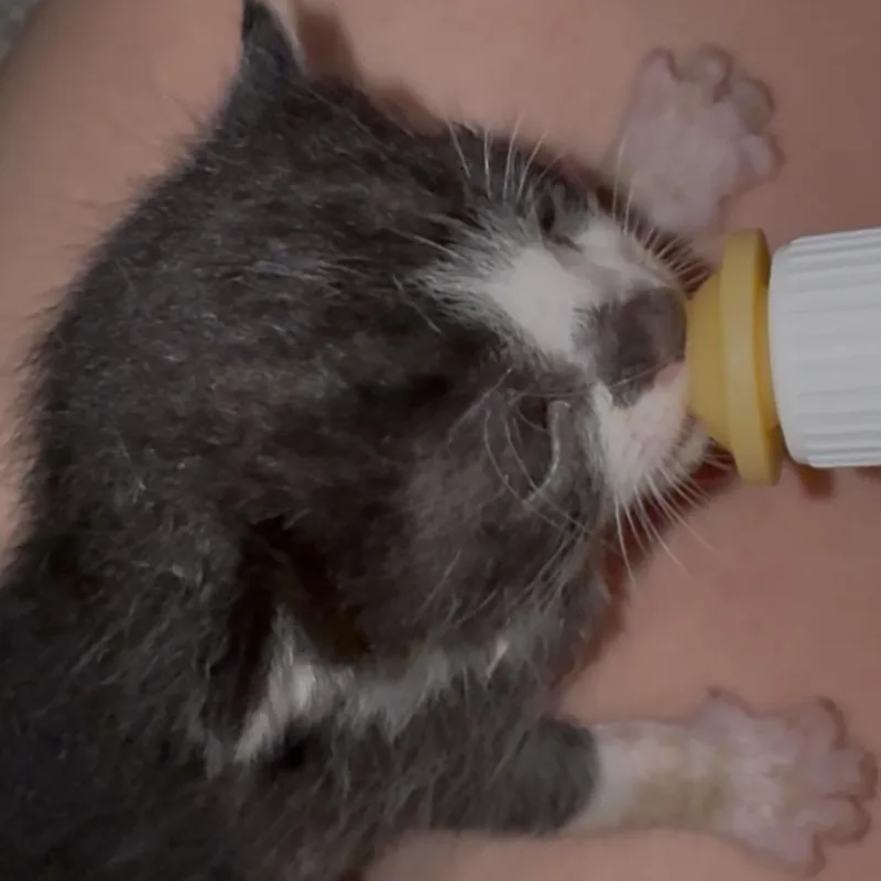 Ernie thumbnail 2