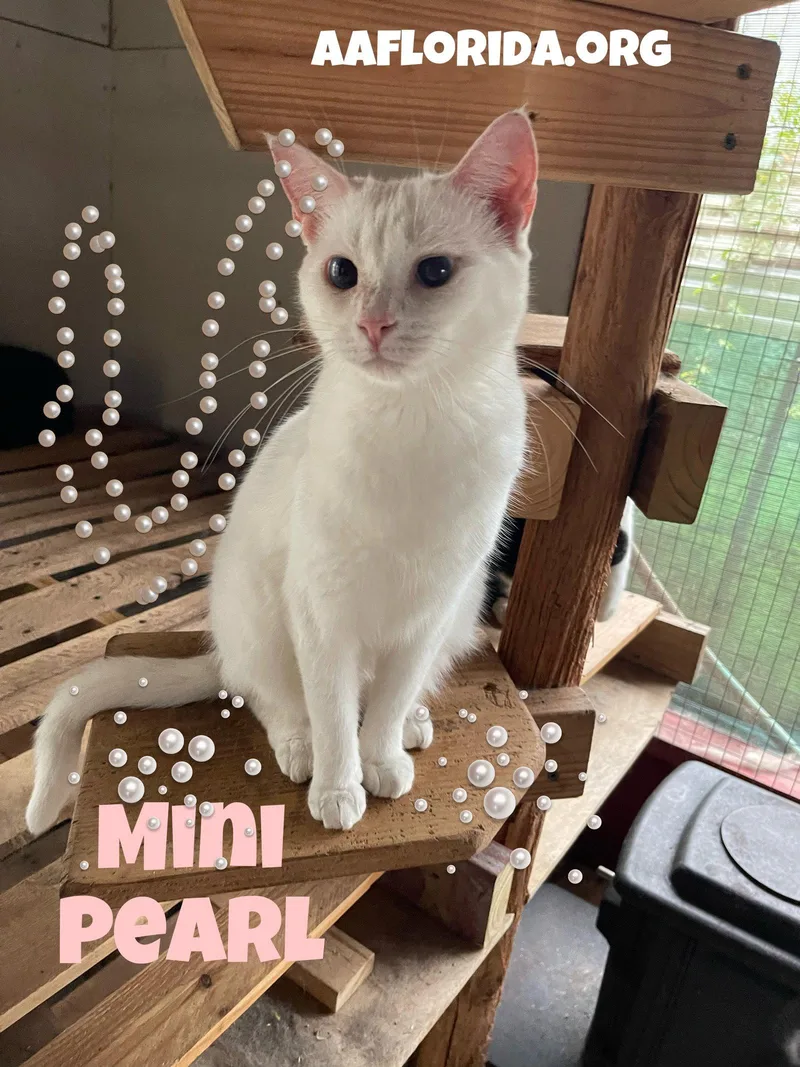 Mini Pearl  Cyd thumbnail 2