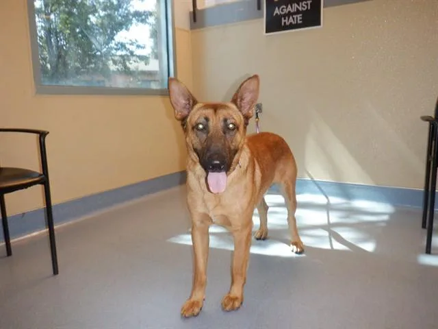 A young large-sized male German Shepherd Dog dog named Gooseberry for adoption in San Jose, CA
