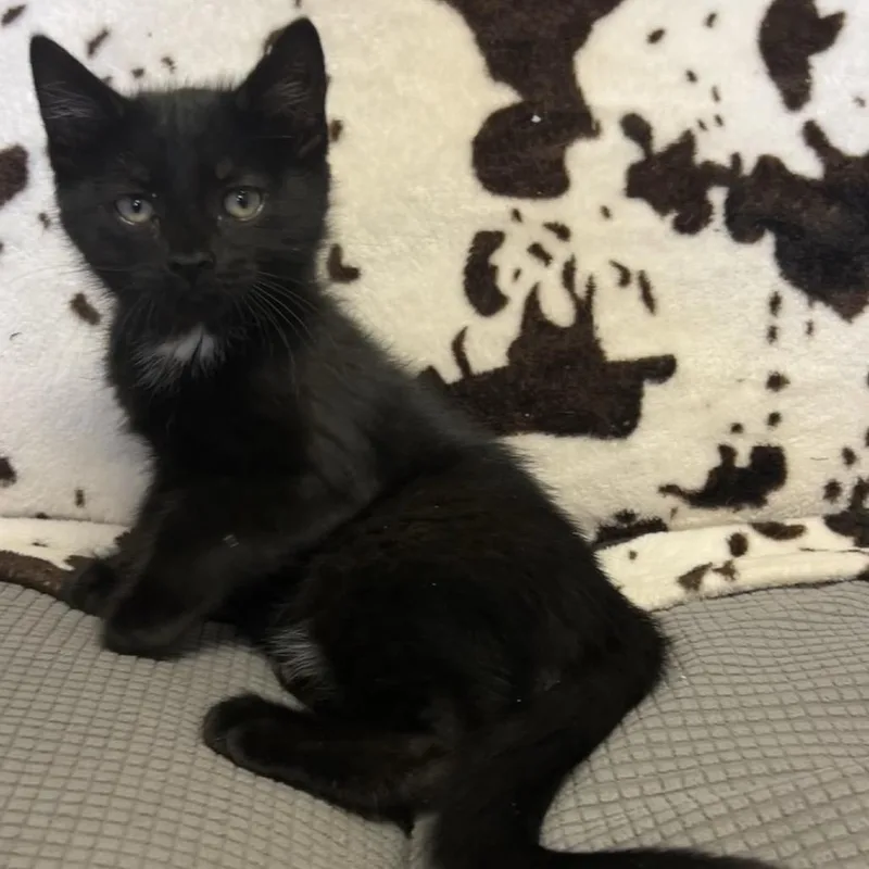 A baby small-sized male Black Domestic Short Hair cat named Kc for adoption in Buffalo, MN