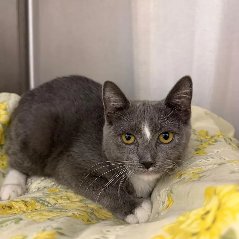 A young medium-sized female Domestic Short Hair cat named Pam for adoption in Calverton, NY