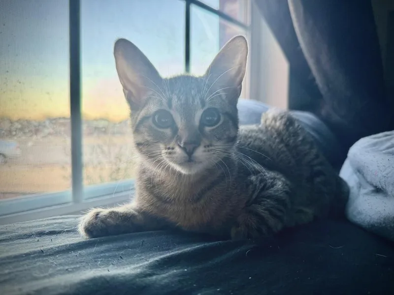 A baby small-sized female Tabby cat named Rapsody for adoption in Dallas, TX