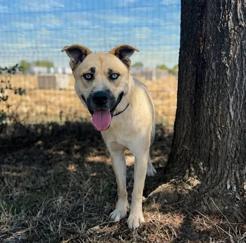 A young large-sized female Siberian Husky dog named Blue for adoption in San Martin, CA