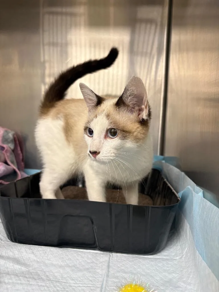 A baby medium-sized female Siamese cat named Mochi for adoption in La Porte, IN
