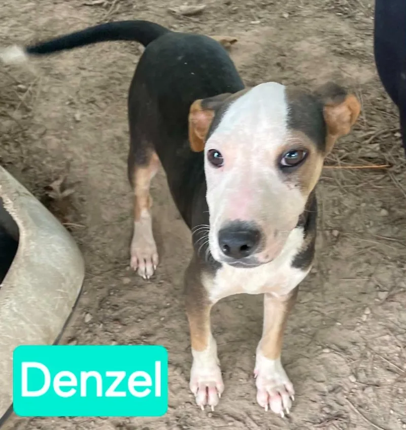 A baby small-sized male Staffordshire Bull Terrier dog named Denzel for adoption in Mena, AR