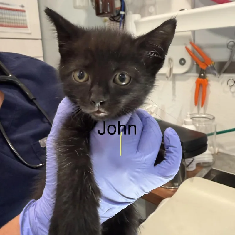 A baby small-sized male Domestic Short Hair cat named John for adoption in Scituate, MA
