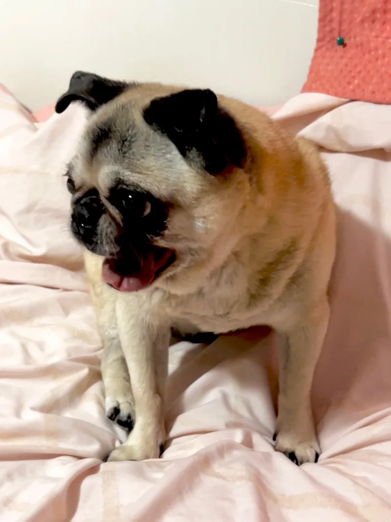 A senior small-sized female Brown / Chocolate Pug dog named Mimi for adoption in Barnegat, NJ