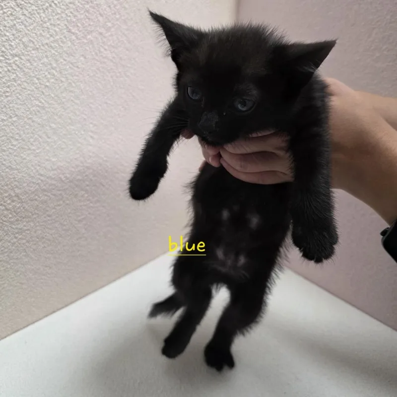 A baby small-sized male Black Domestic Short Hair cat named Cider for adoption in Jupiter, FL