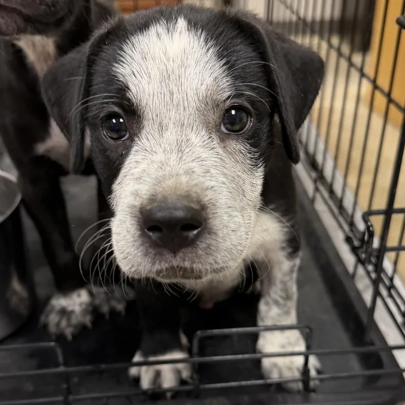 A baby small-sized male Black Labrador Retriever dog named Cypress U for adoption in Tupelo, MS