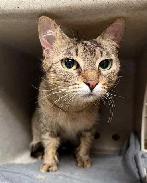 A young medium-sized female Domestic Short Hair cat named Nala for adoption in Downey, CA