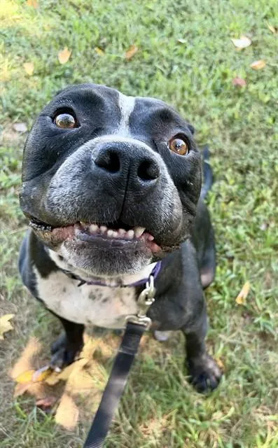 An adult large-sized male Mixed Breed dog named Finnyan Mcduff for adoption in Statesville, NC