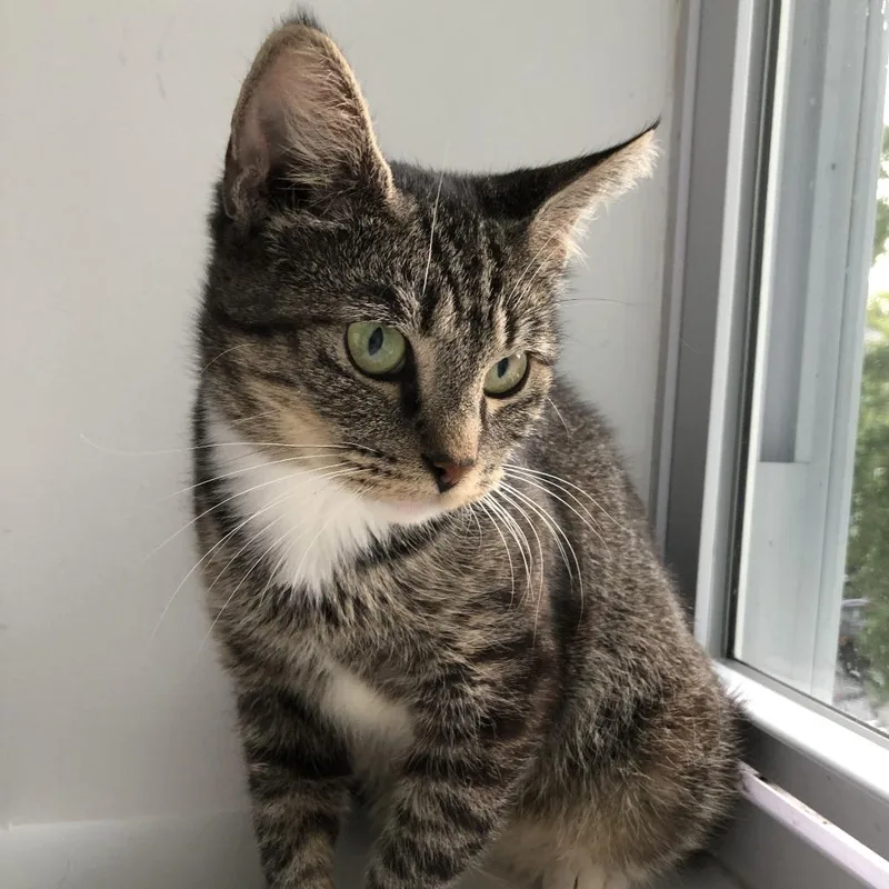 An adult medium-sized female Brown / Chocolate Domestic Short Hair cat named Mochi for adoption in Fairfax, VA