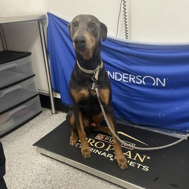 An adult large-sized male Gray / Blue / Silver Doberman Pinscher dog named Kahn for adoption in Henderson, NV