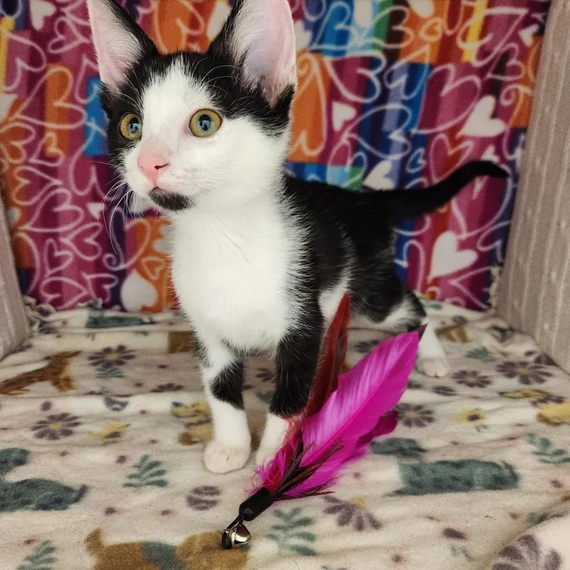 A baby small-sized male Black Domestic Short Hair cat named Ernie for adoption in Naples, FL