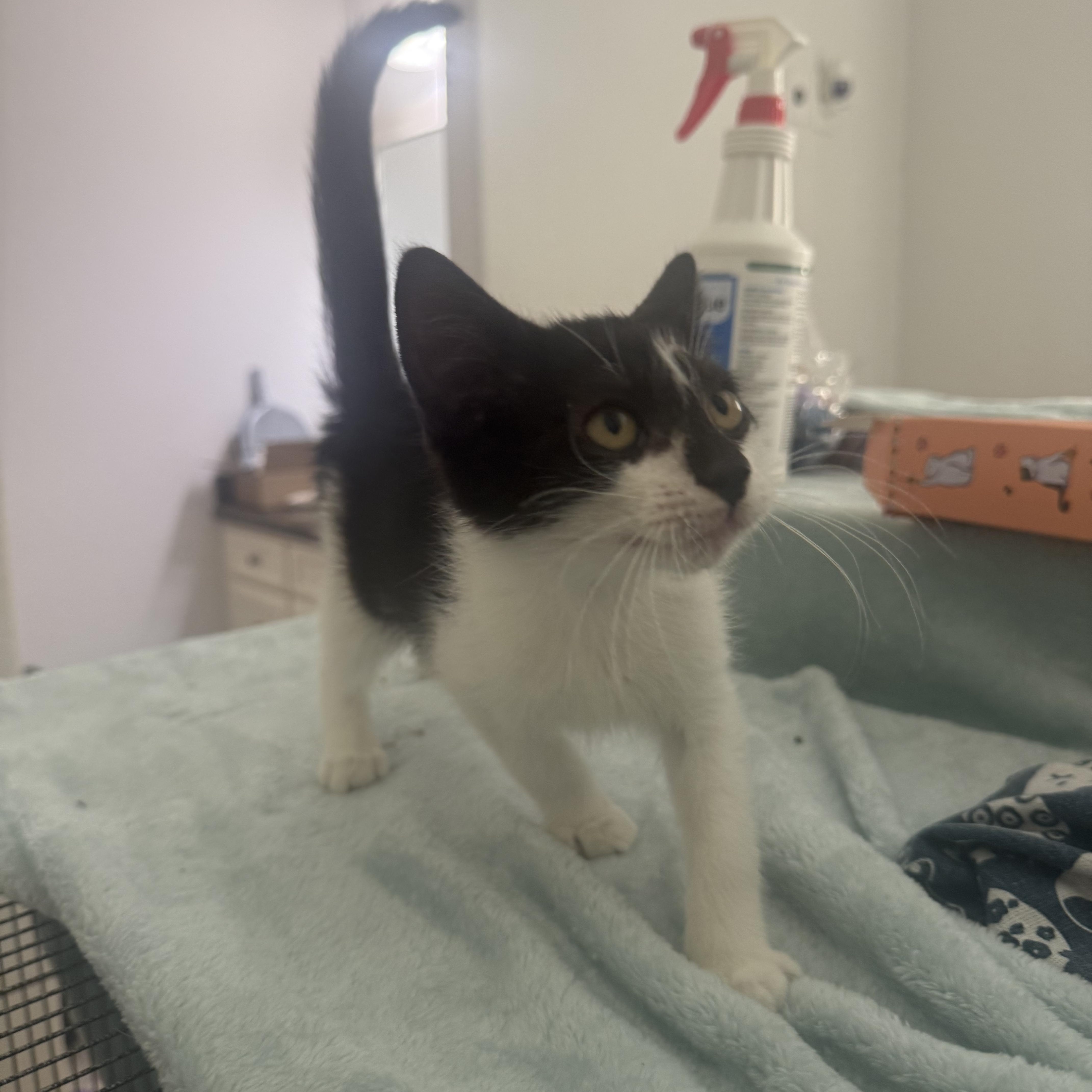 A baby medium-sized male Black & White / Tuxedo Domestic Short Hair cat named Nayru ORT for adoption in Missouri City, TX