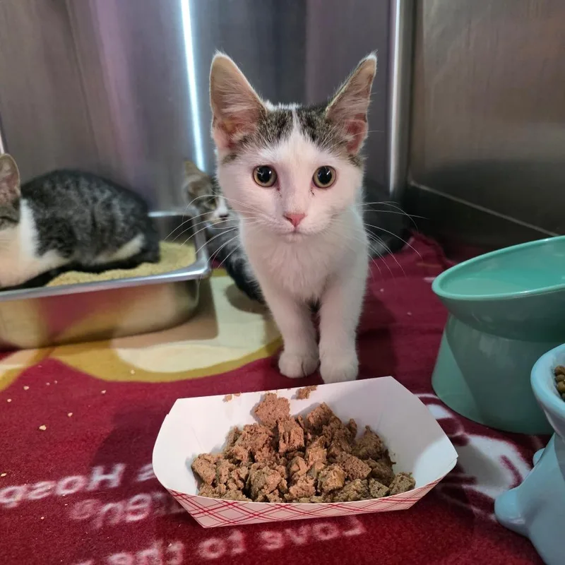 A baby small-sized female White Domestic Short Hair cat named Chrissy for adoption in Davenport, IA