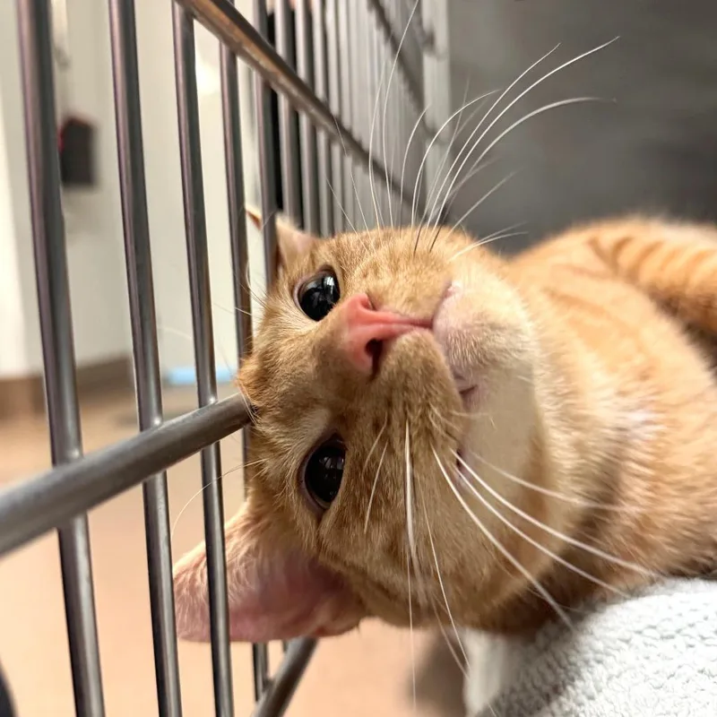 A young large-sized male Domestic Short Hair cat named Tommy for adoption in Hendersonville, NC