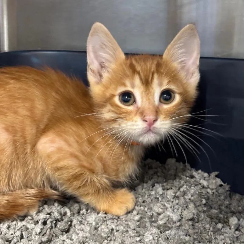 A baby small-sized male Orange / Red Domestic Short Hair cat named Alvin for adoption in League City, TX