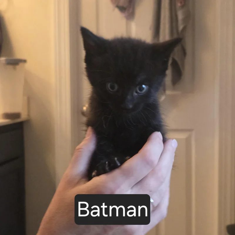 A baby medium-sized male Black Domestic Short Hair cat named Batman for adoption in SNOW HILL, NC