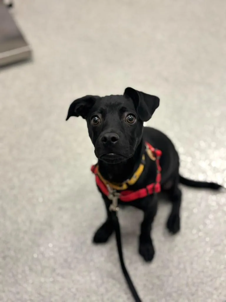 A baby medium-sized male Border Terrier dog named Leap Frog for adoption in Phoenix, AZ