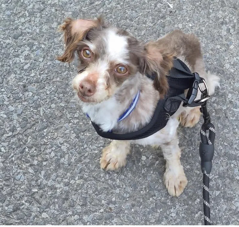 An adult small-sized male Havanese dog named Tiger for adoption in Semmes, AL