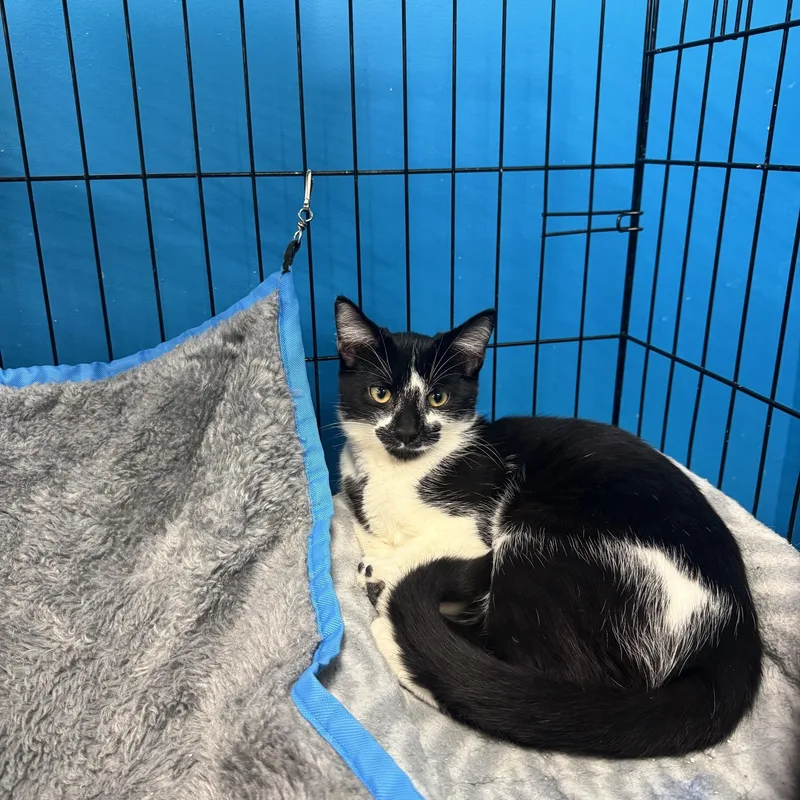 A young medium-sized male Black & White / Tuxedo Domestic Short Hair cat named Sylvester for adoption in Louisville, KY