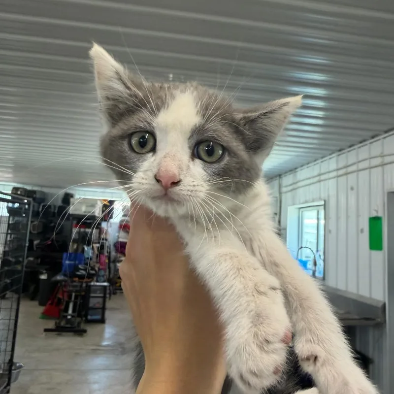 A baby small-sized male Gray / Blue / Silver Domestic Short Hair cat named Gelato for adoption in Spanish Fork, UT