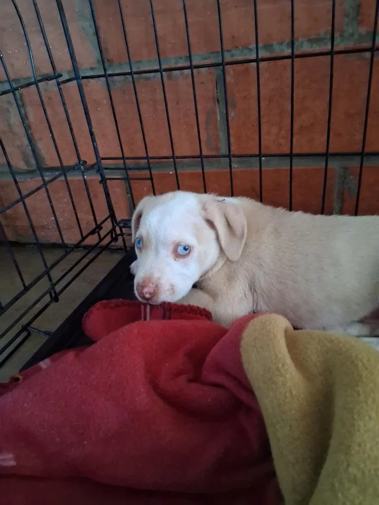 A baby large-sized male Catahoula Leopard Dog dog named Daisy for adoption in Brownwood, TX