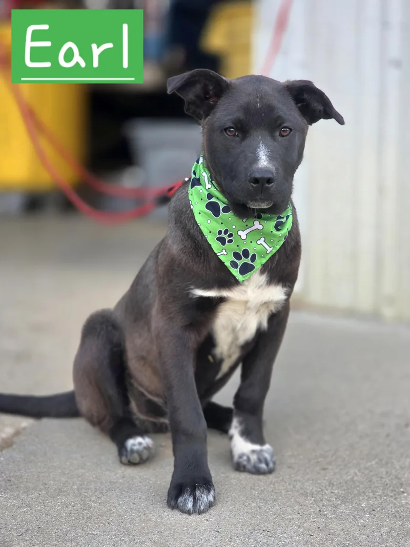 A baby medium-sized male Black Australian Cattle Dog / Blue Heeler dog named Earl for adoption in Walthill, NE
