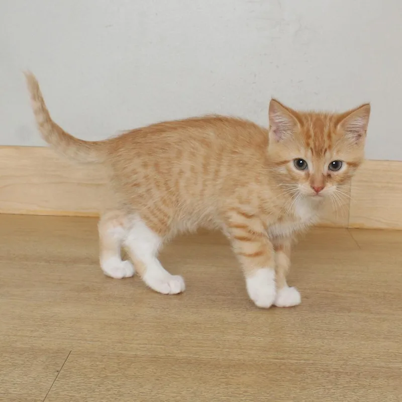 A baby small-sized male Orange / Red Domestic Short Hair cat named Mozz Sticks C for adoption in Minnetonka, MN