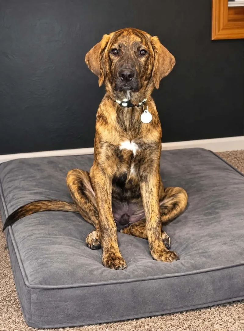 A baby medium-sized male Mixed Breed dog named Schnookums for adoption in De Pere, WI