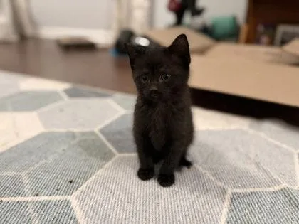 Artemis