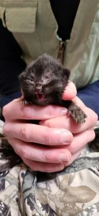 Artemis thumbnail 2